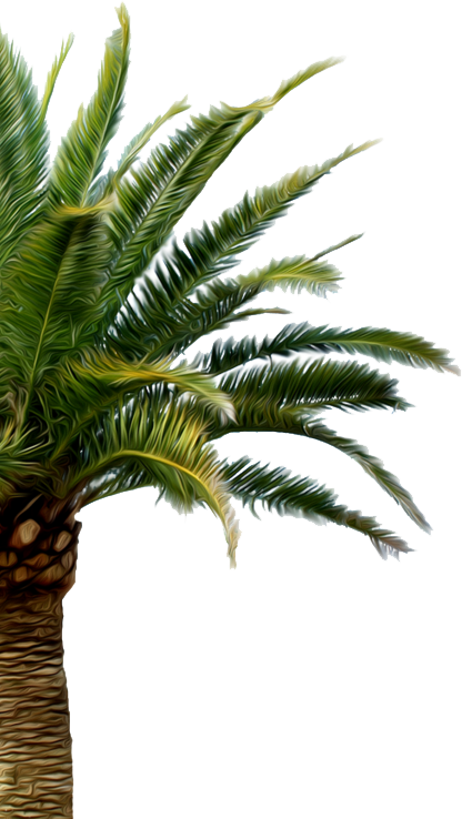 palm