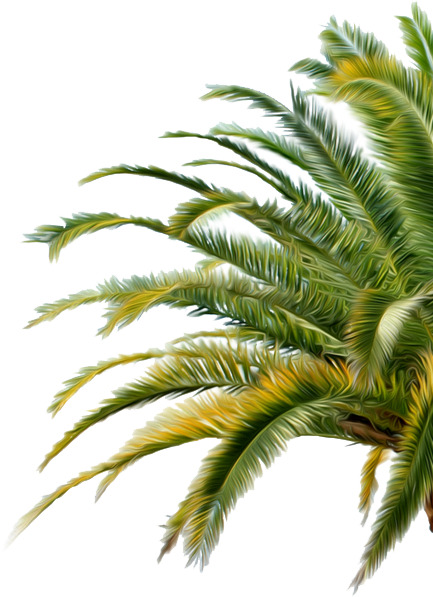 palm